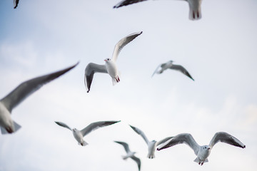 flock of gulls are flying in the sky