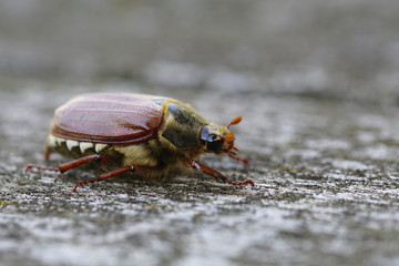 May Beetle passing by