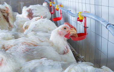 chicken and chicken production at the poultry farm