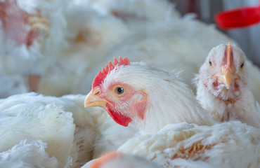 chicken and chicken production at the poultry farm.