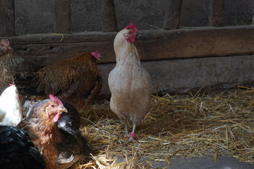 weißes Huhn im Hühnerstall © jrgn_flow