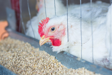 chicken and chicken production at the poultry farm.