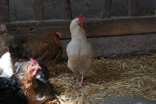 wei&szlig;es Huhn im H&uuml;hnerstall
