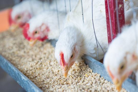 chicken and chicken production at the poultry farm.