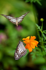 Mating Butterflies