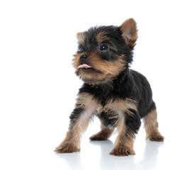 cute yorkshire terrier panting and sticking out tongue