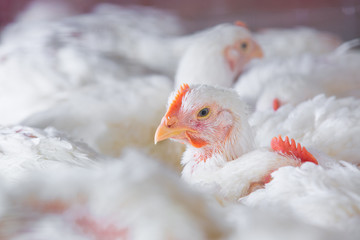 chicken and chicken production at the poultry farm