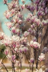 Pink and white magnolias in the garden