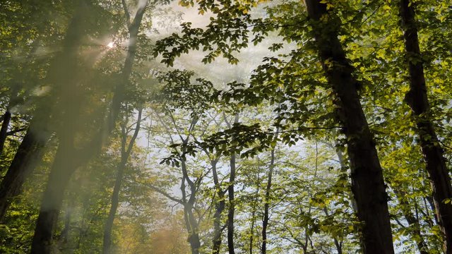 The rays of the sun penetrate the forest through the crowns of trees shrouded in the bluish smoke of a fire. Campfire smoke spreads through the summer forest. Trees are visible through the sweetish bl