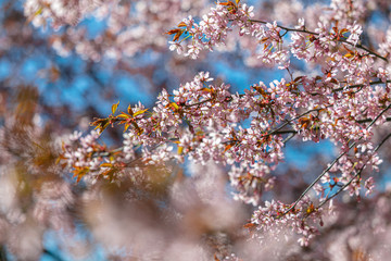 Branches of blooming sarura against a blue sky background.
Beautiful pink and blue background for text.
Beautiful floral nature spring abstract background.
Pink sakura flowers