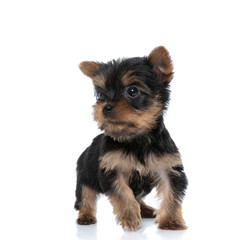 cute yorkshire terrier looking to side and walking