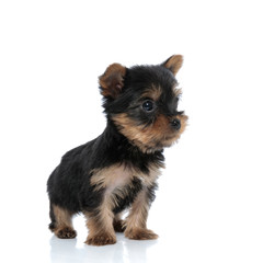 little yorkshire terrier looking to side and walking