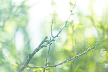 fresh green leaves
