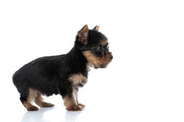 side view of cute yorkshire terrier looking to side