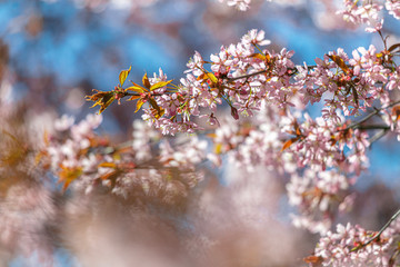 Branches of blooming sarura against a blue sky background.
Beautiful pink and blue background for text.
Beautiful floral nature spring abstract background.
Pink sakura flowers