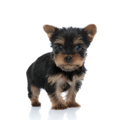 scared yorkshire terrier standing on white background