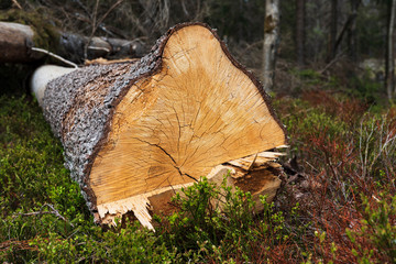 cut tree stump in the forest