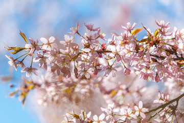 Branches of blooming sarura, photo with soft focus on a background of gentle blue sky and greenery.
Beautiful pink and blue background for text.
Floral nature spring abstract background.
Delicate pink