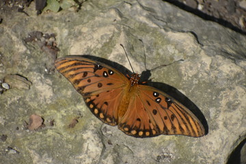 Butterfly Sunning on a Rock