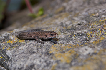 The quick or ordinary lizard (lat. Lacerta agilis) is heated on a warm stone.