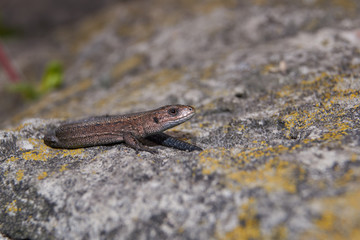 The quick or ordinary lizard (lat. Lacerta agilis) is heated on a warm stone.