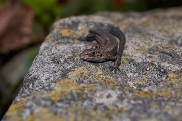 The quick or ordinary lizard (lat. Lacerta agilis) is heated on a warm stone.