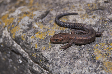 The quick or ordinary lizard (lat. Lacerta agilis) is heated on a warm stone.