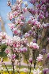 Fototapeta premium Pink with White Magnolia