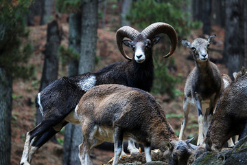 Mufón europeo (Ovis orientalis) en el bosque