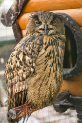 eagle owl portrait