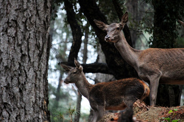 Cervatillos en el bosque