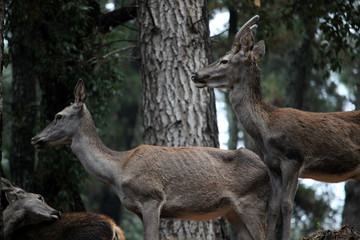 Pair of fawns in the forest in autumn