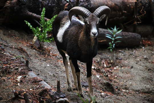 Retrato de un macho de mufl&oacute;n europeo (Ovis orientalis)