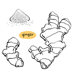Ginger. Roots and powder. Black line sketch collection of herbs and spices isolated on white background. Doodle hand drawn healthy food icons. Vector illustration