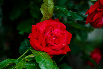 rose