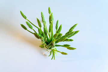tied bouquet of resh wild asparagus on a white background standing up. top view