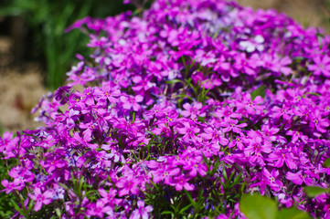 lavender flowers in the garden