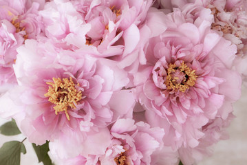 Fresh pink peony flowers in full bloom on beige background.