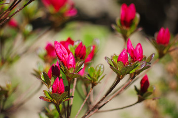 pink magnolia flowers