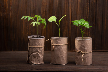 sprout of eggplant and tomato bell pepper in paper pots on wooden background