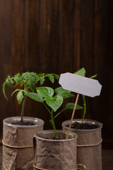 sprout of bell pepper and tomato with a sign for inscription on an orange background