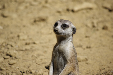 meerkat on guard