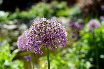 Blütenstand des Riesen-Lauch (Allium giganteum)