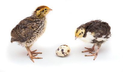 baby quail birds and egg isolated on white background