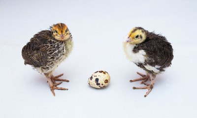 baby quail birds and egg isolated on white background