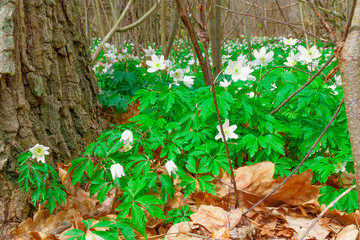 White Anemone flowers and green leaves. First flowers bloom in the forest