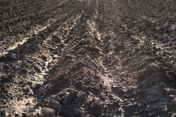 Furrows in the field. Parallel lines on a planted potato garden.