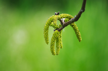 Walnut tree in sunny May.