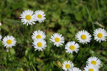 Cheerful summer meadow with marguerites called daisies