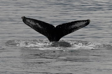 Fototapeta premium Humpback Whale Tail Fin